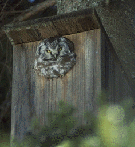 Helmip&ouml;ll&ouml;