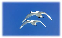 Kyhmyjoutsen Kuva: Kari Korhonen