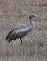 Kurki 5.12. © Kari Korhonen